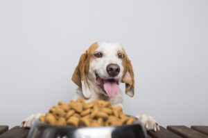 Alimentação para pets