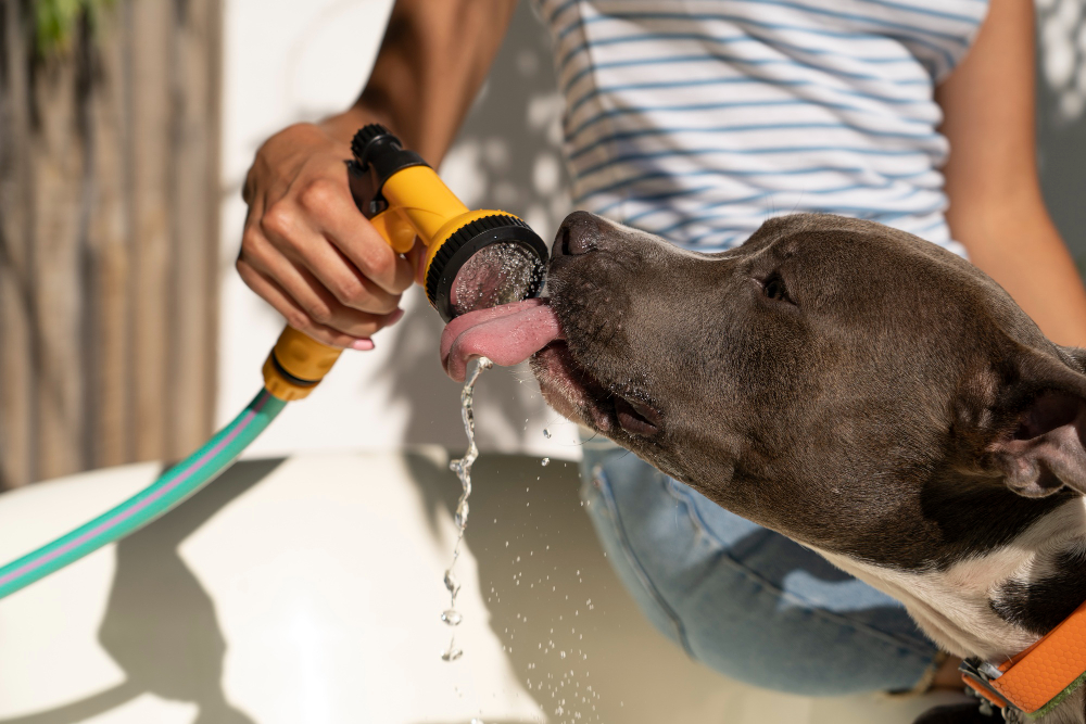 como reduzir o calor dos pets no verão