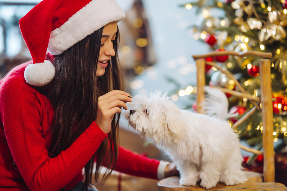 Conheça os cuidados com pets nas festas de final de ano!