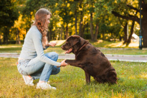 adestramento de pets