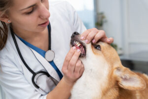 sinais de que seu pet está com vermes