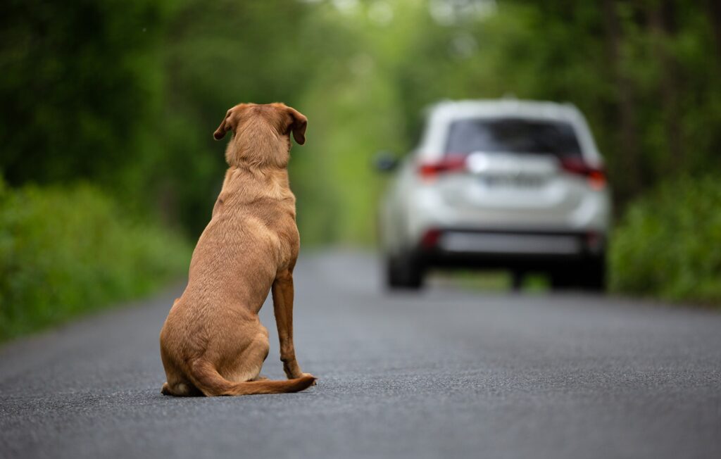 Abandono de animais