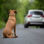 Abandono de animais